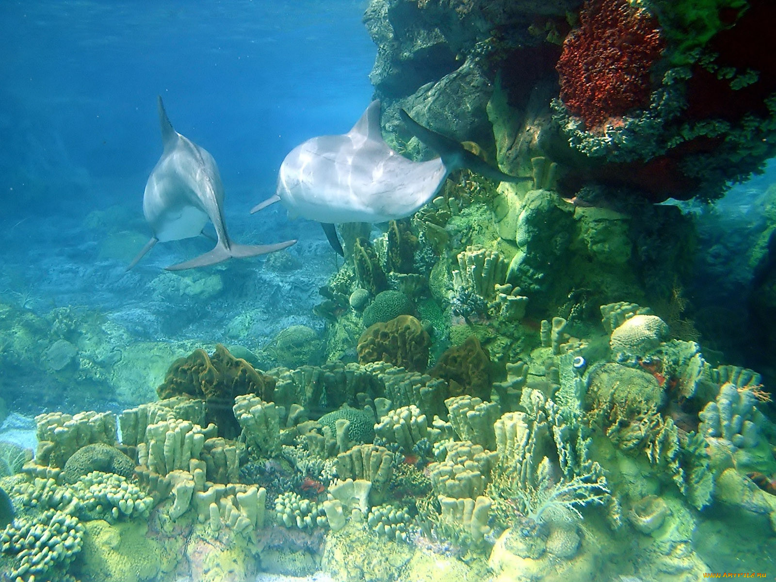 dolphins, , 